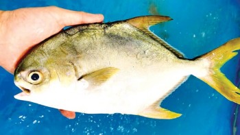 Cá chim trắng vây vàng