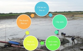 Kỹ thuật ương nuôi cá giống